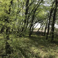 camping-aisi-in-lagodekhi-lagodekhi-bpgat