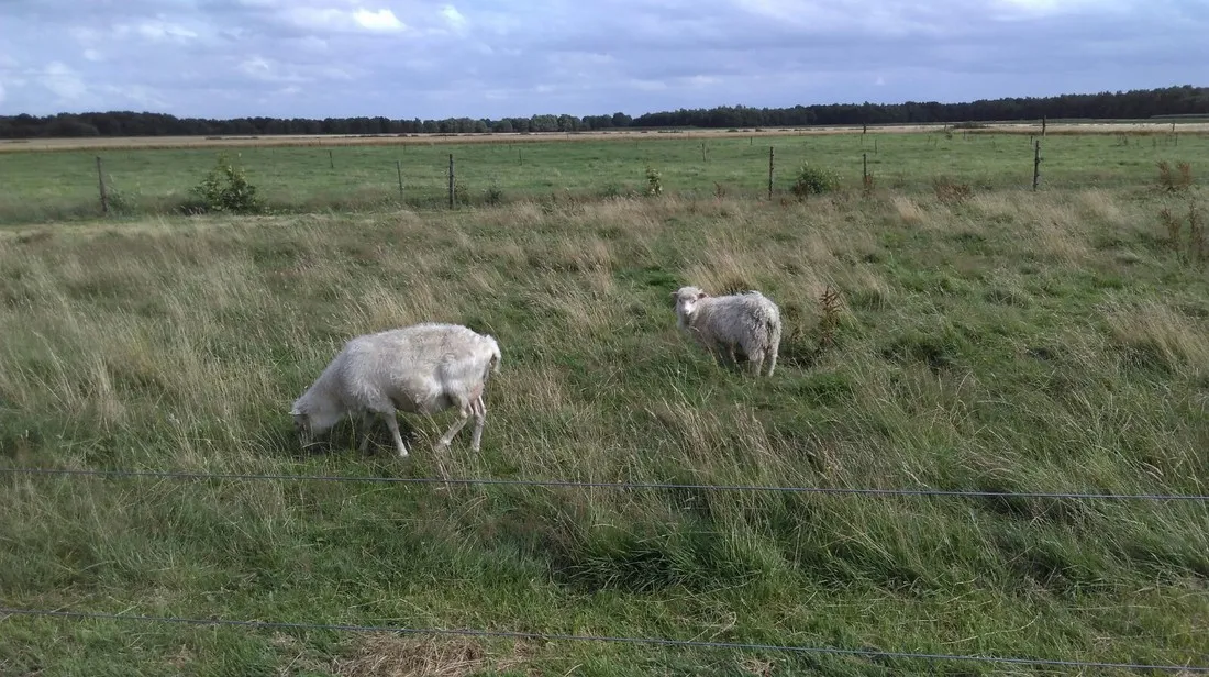 landschapscamping-het-veentieshof-mantinge-fhpxl