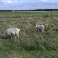 landschapscamping-het-veentieshof-mantinge-fhpxl