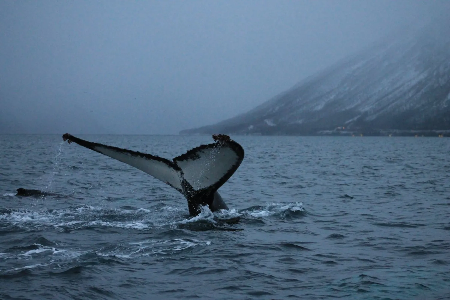 sandnes-fjord-camping-storslett-xmqzo