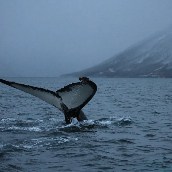 sandnes-fjord-camping-storslett-xmqzo
