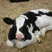Boerderijcamping Hoeve Margriet