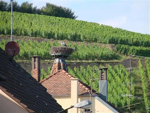 pierre-de-coubertin-ribeauville-haut-rhin-8o1sz