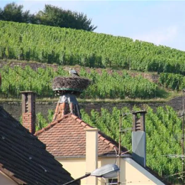 pierre-de-coubertin-ribeauville-haut-rhin-8o1sz