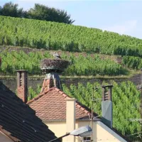 pierre-de-coubertin-ribeauville-haut-rhin-8o1sz