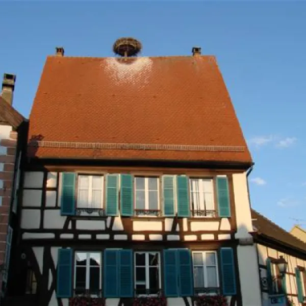pierre-de-coubertin-ribeauville-haut-rhin-dt5un
