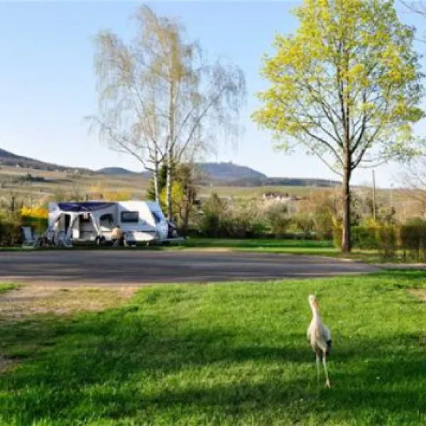 pierre-de-coubertin-ribeauville-haut-rhin-qoccb