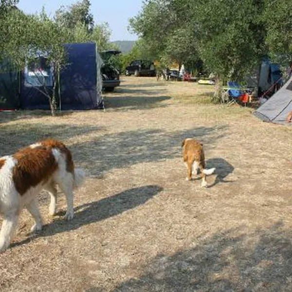 autocamp-kero-bibinje-fmtc6