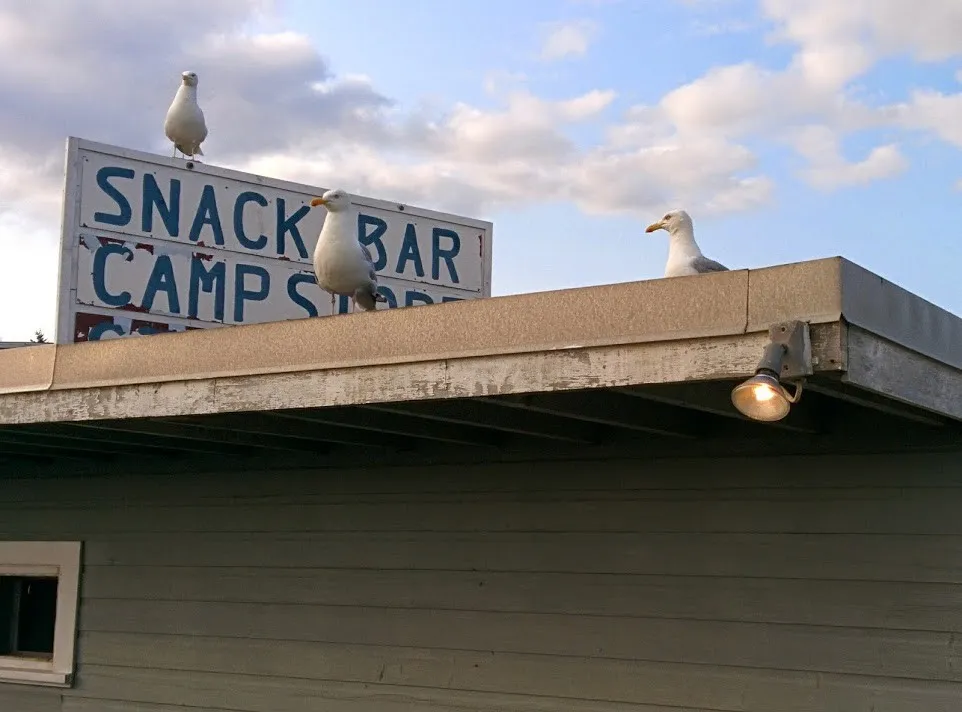 hermit-island-campground-phippsburg-pzg16