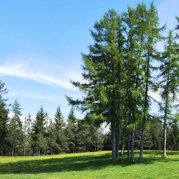 camping-chalet-natur-idyll-salten-jenesien-eibpw