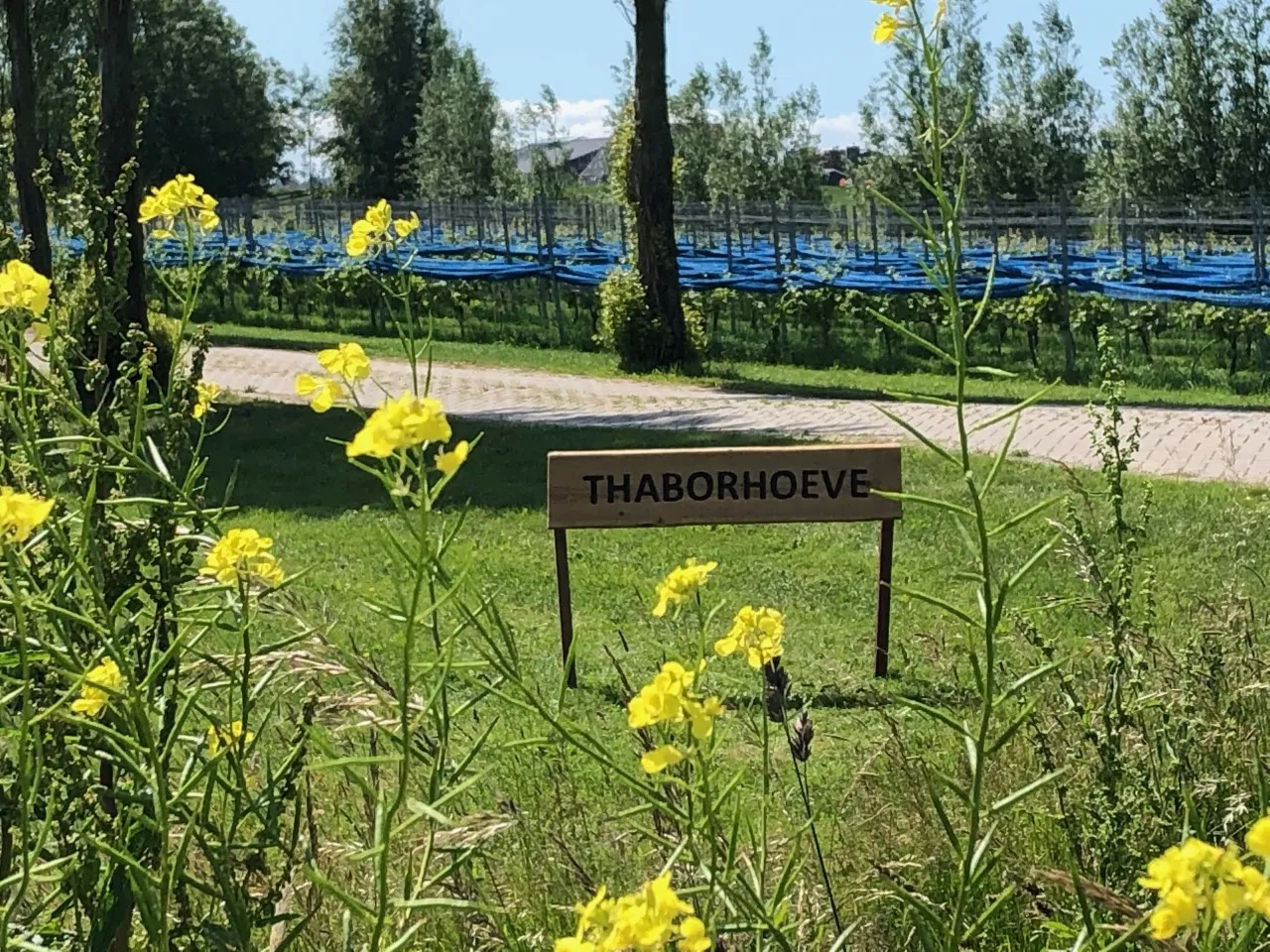 thaborhoeve-ysbrechtum-3eijh