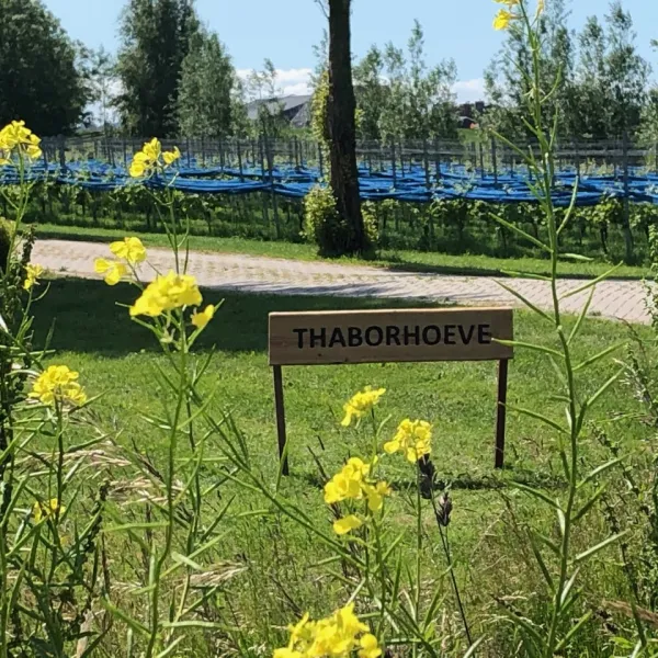 thaborhoeve-ysbrechtum-3eijh