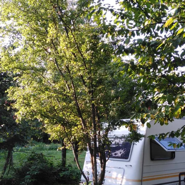 camping-bogata-suma-rich-forest-vojnic-anus3