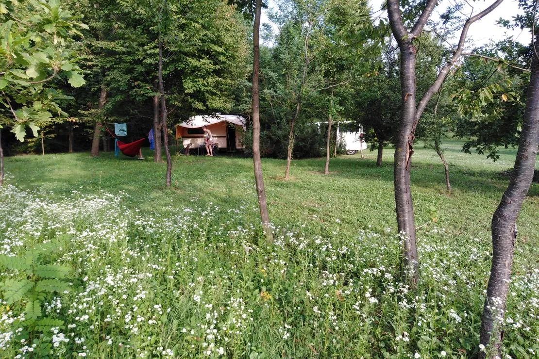 camping-bogata-suma-rich-forest-vojnic-y8nx7