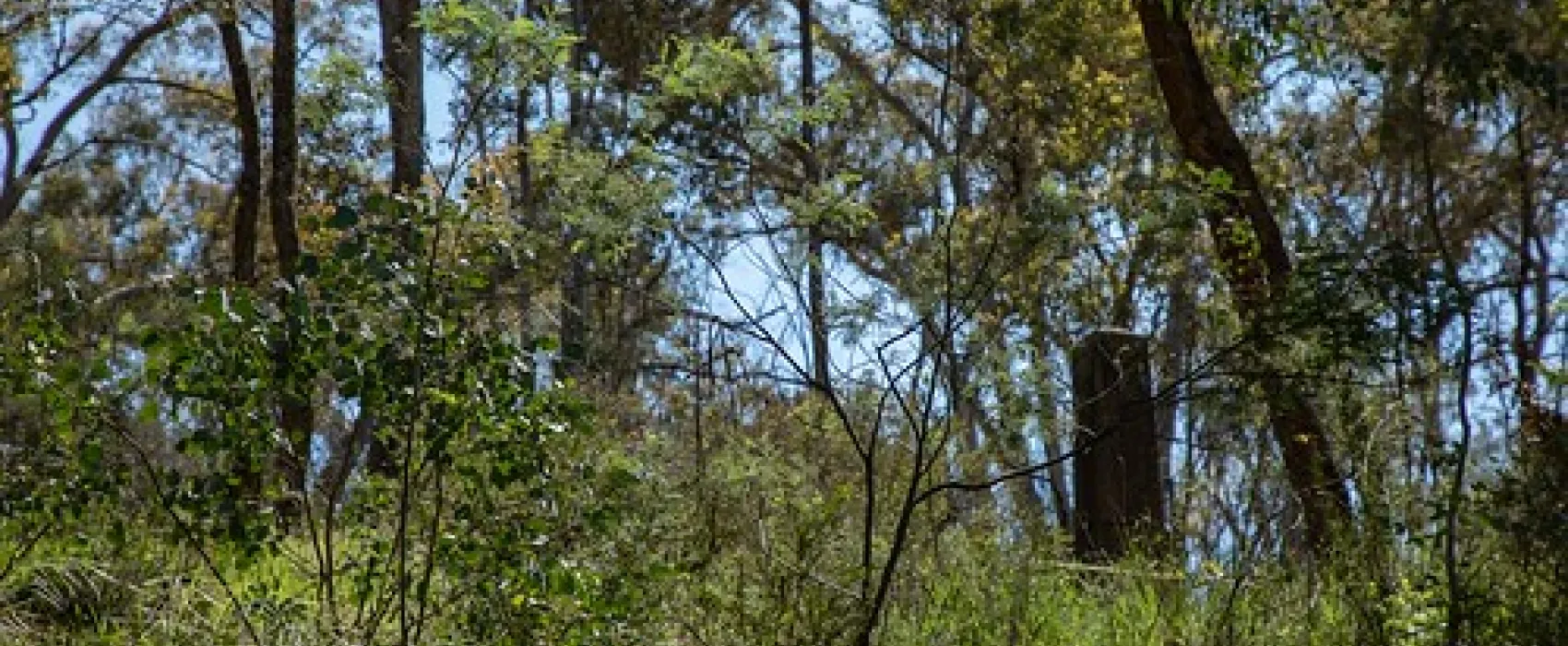 Ophir Reserve Campground