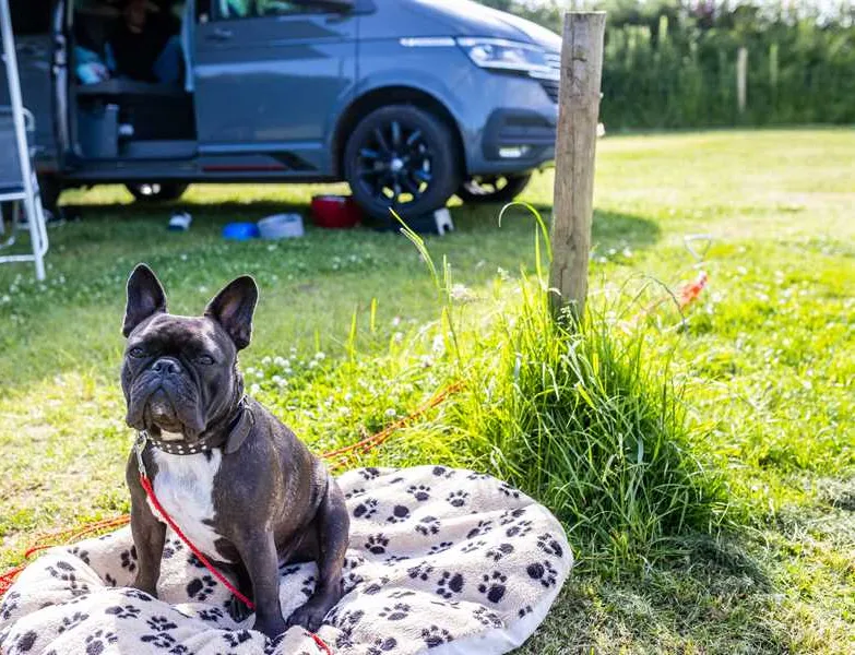 becks-bay-camping-and-glamping-tenby-zqg9j