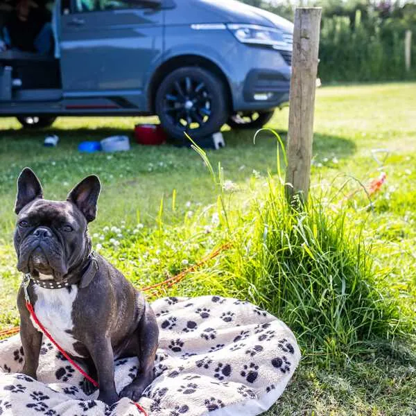 becks-bay-camping-and-glamping-tenby-zqg9j