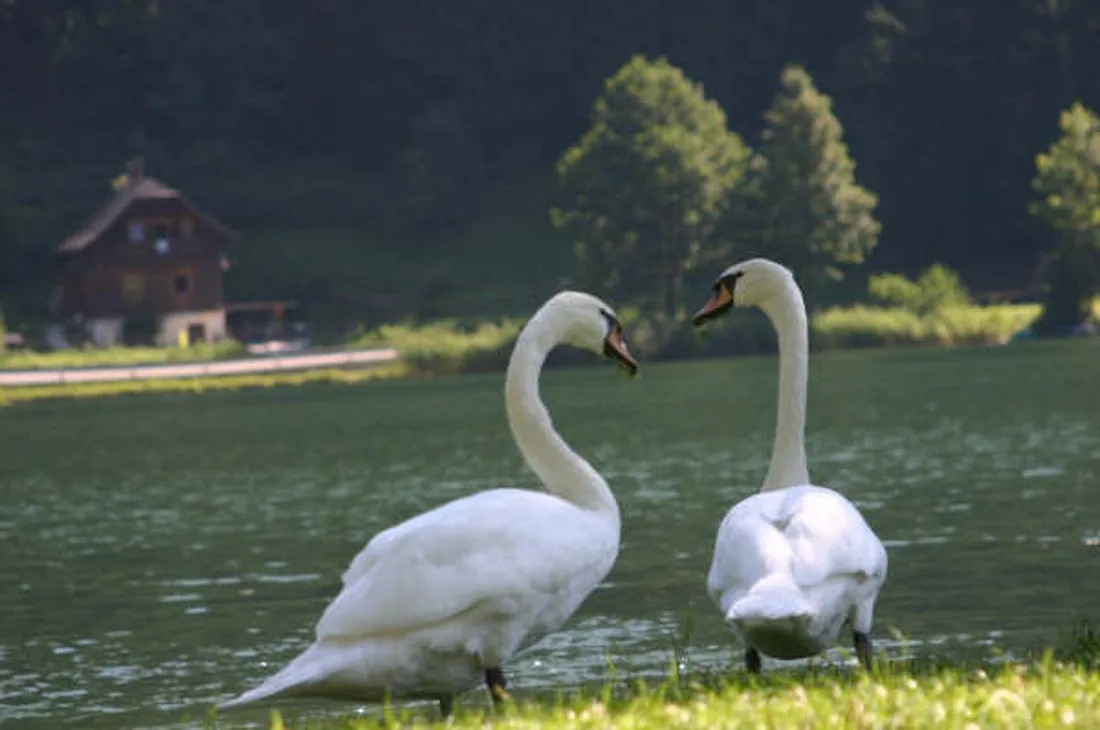 alt-seewirt-afritz-am-see-rinnd