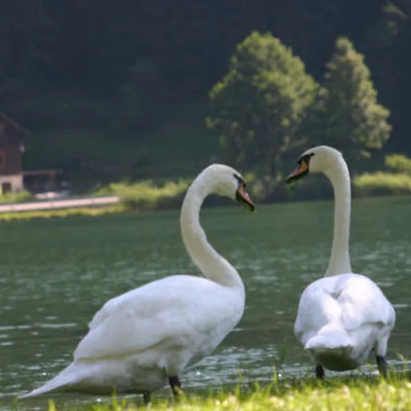 alt-seewirt-afritz-am-see-rinnd