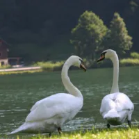 alt-seewirt-afritz-am-see-rinnd
