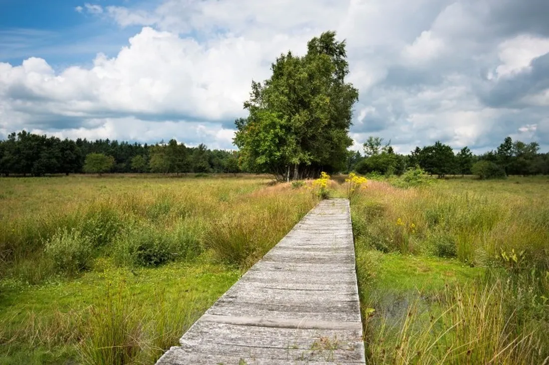 de-goede-weide-recreatie-oude-willem-bij-diever-thdvk