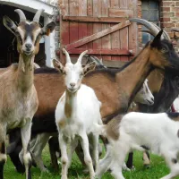 ecotouristfarm-na-legach-krzyz-wielkopolski-4mctq