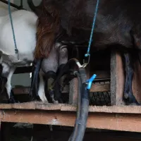 ecotouristfarm-na-legach-krzyz-wielkopolski-jcbyk