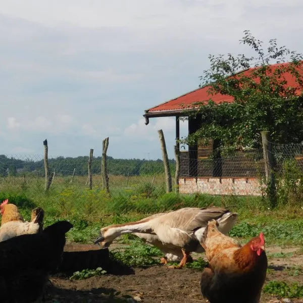 ecotouristfarm-na-legach-krzyz-wielkopolski-uma4h