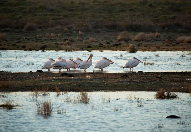 opstal-camp-rondawels-bredasdorp-cape-agulhas-s9uzq