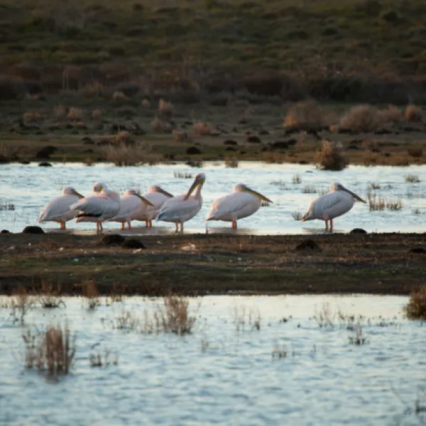 opstal-camp-rondawels-bredasdorp-cape-agulhas-s9uzq
