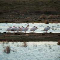 opstal-camp-rondawels-bredasdorp-cape-agulhas-s9uzq
