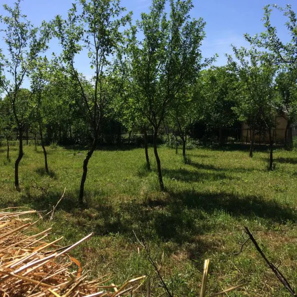 camping-noroc-sacalaseni-aty54