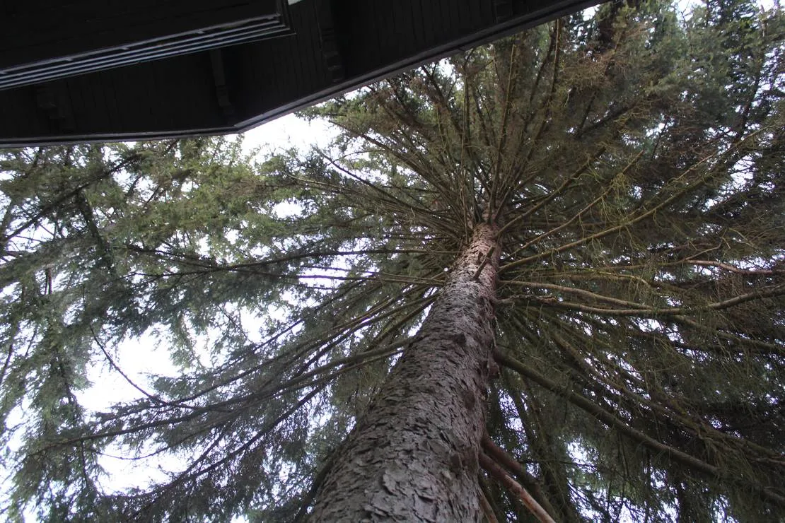 camping-starite-borove-old-pines-sinagovtsi-3cg2w