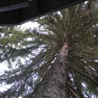 camping-starite-borove-old-pines-sinagovtsi-3cg2w
