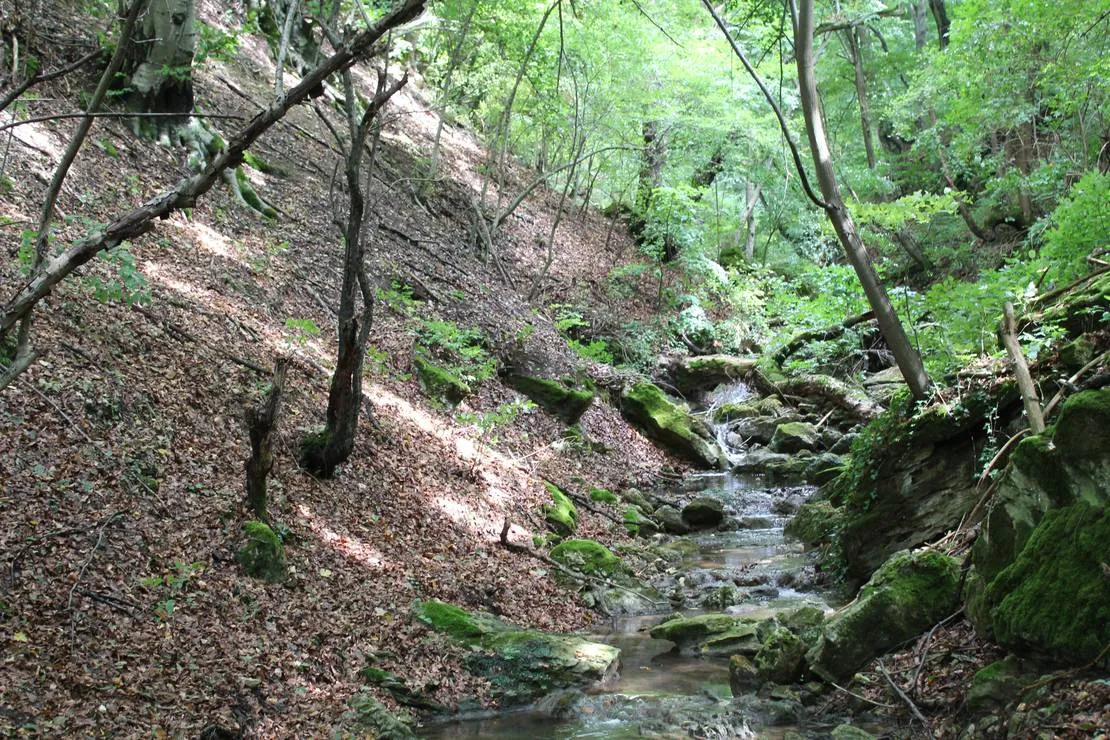 camping-starite-borove-old-pines-sinagovtsi-5dmid