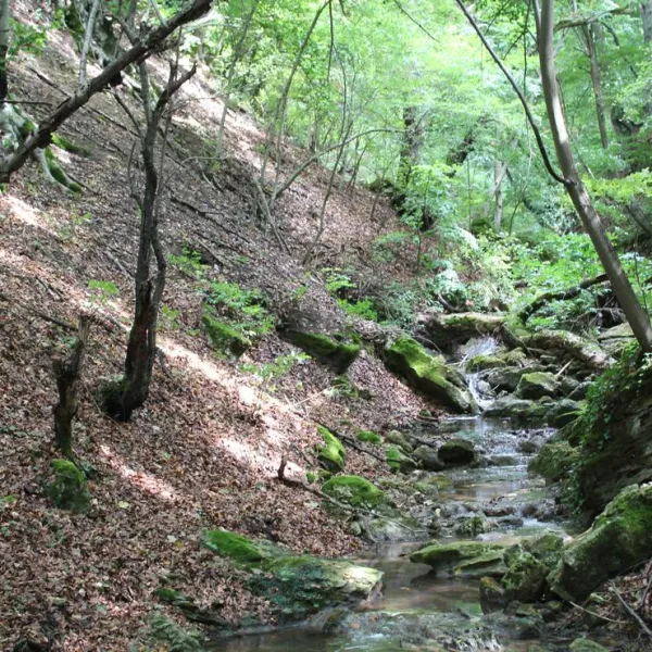 camping-starite-borove-old-pines-sinagovtsi-5dmid