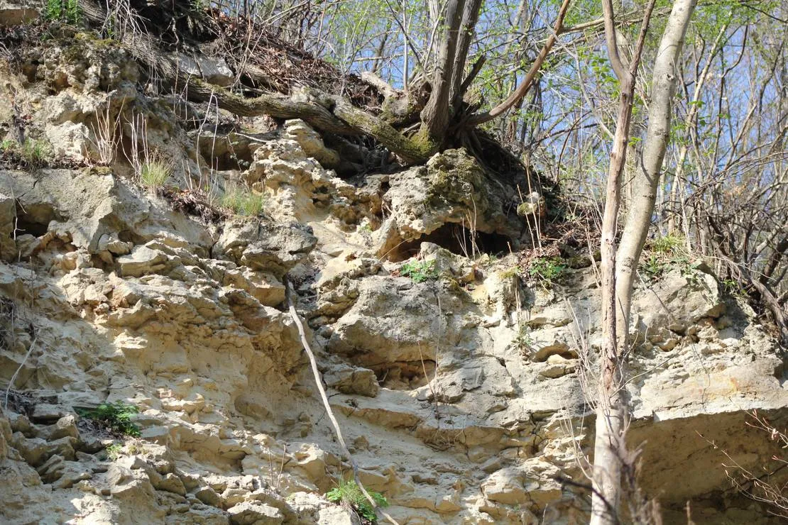 camping-starite-borove-old-pines-sinagovtsi-kuzu5