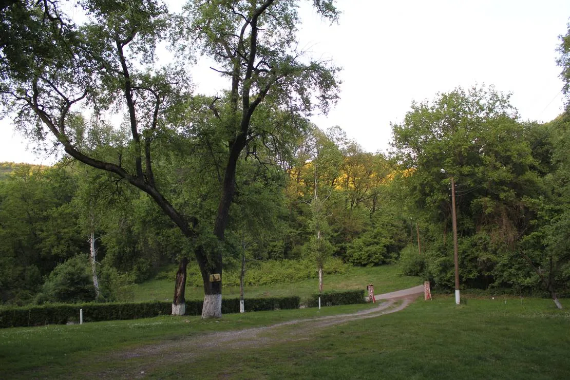camping-starite-borove-old-pines-sinagovtsi-mj1xq