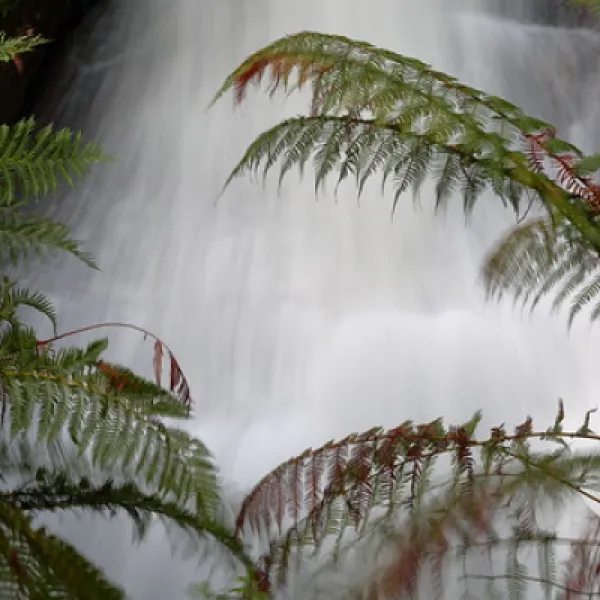 Mt Buangor State Park - Bailes Visitor Area Campground