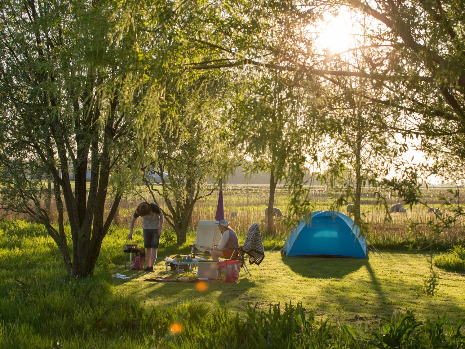 24.b Camping Lauwersmeer Friesland tent in het veld