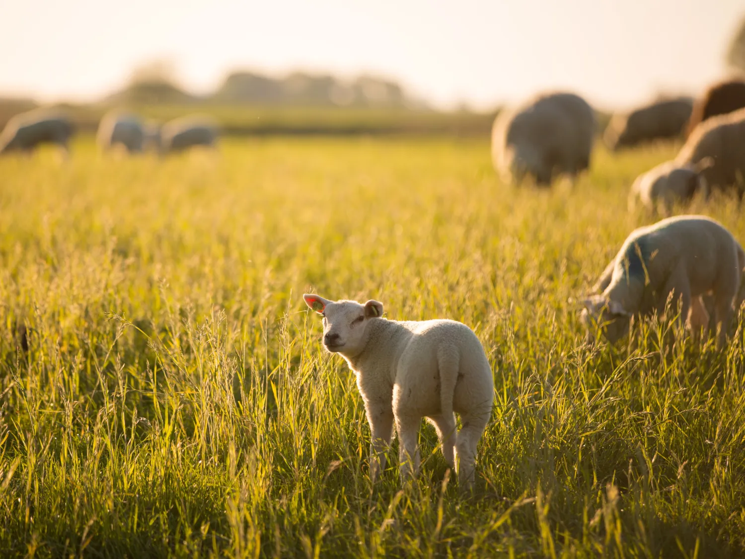 27.b Lammetjes in het veld Friesland