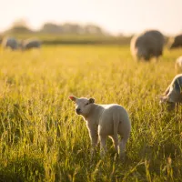 27.b Lammetjes in het veld Friesland