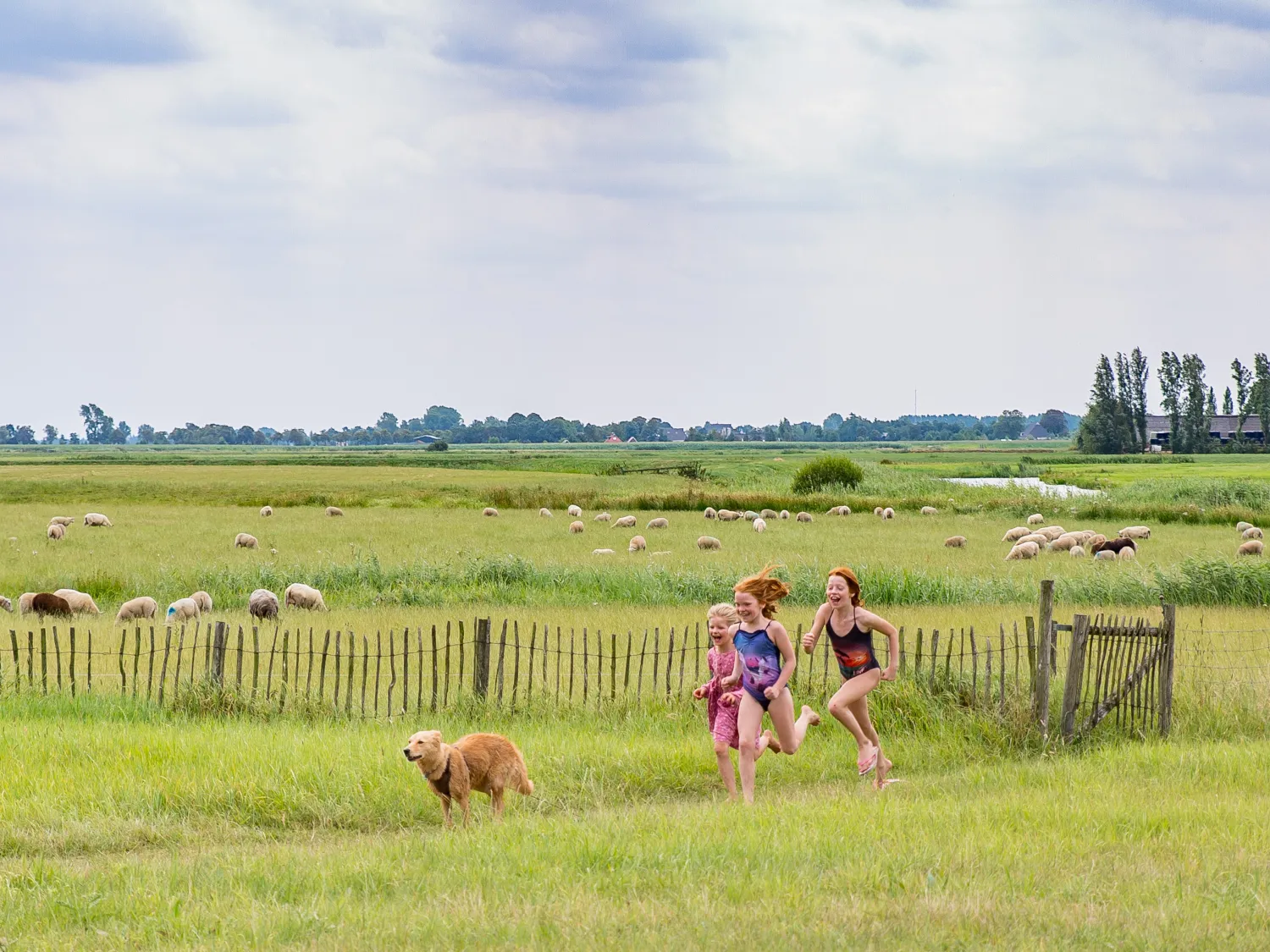 8. Camping it Dreamlân Friesland op de terp