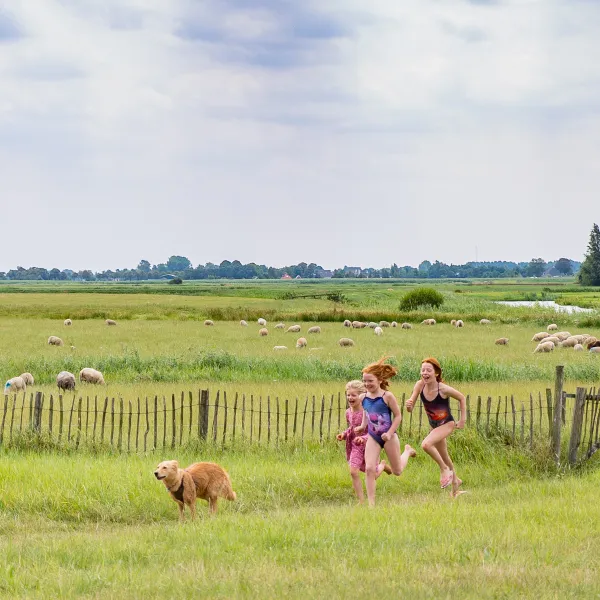 8. Camping it Dreamlân Friesland op de terp