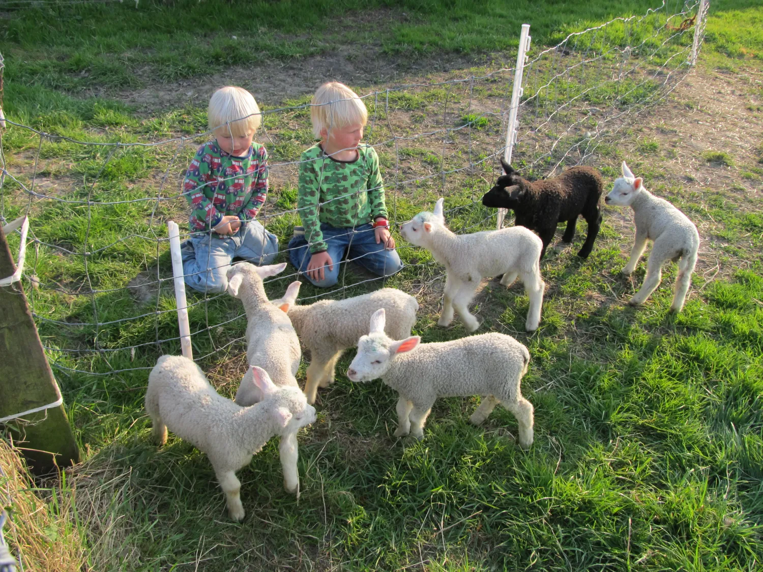 27.a Kindvriendelijke camping Friesland lammetjes