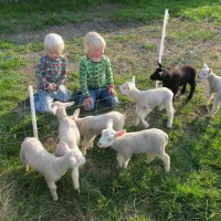 27.a Kindvriendelijke camping Friesland lammetjes