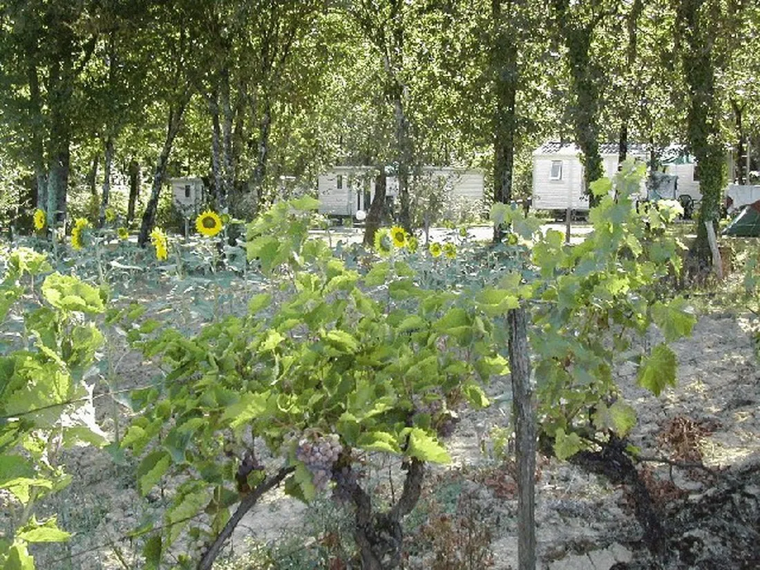 la-vallee-de-gardeleau-serignac-peboudou-lot-et-garonne-l6uje