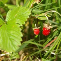 camping-robinzonada-ukleyno-village-aww8i