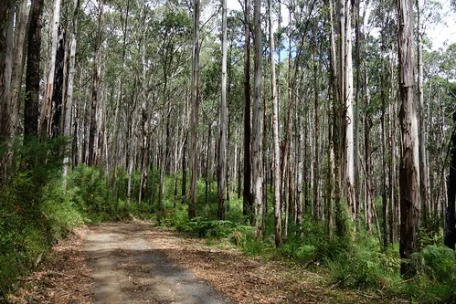 toorongo-falls-campground-noojee-6y1zj