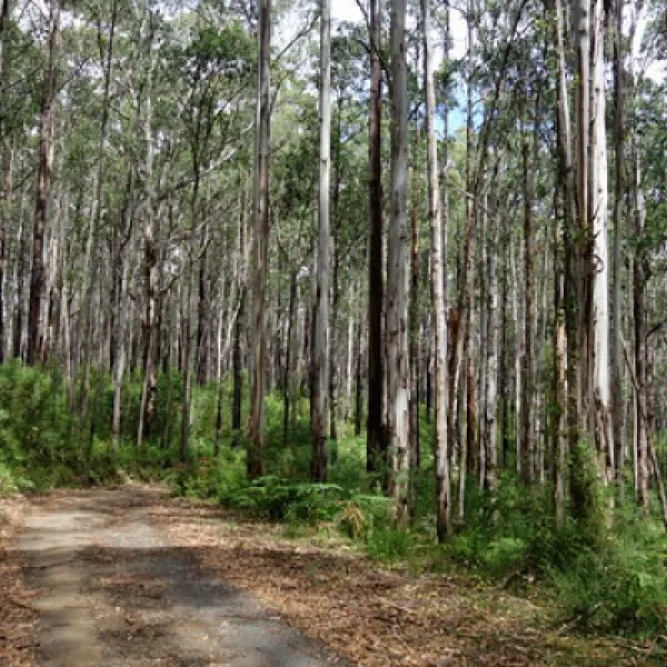 toorongo-falls-campground-noojee-6y1zj